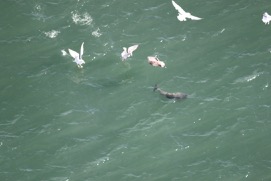 Missing Picture